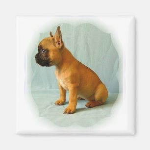 French Bulldog "Frenchie Loulou" Fridge Magnet