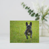 French Bulldog jumping on a high grass field Postkarte (Stehend Vorderseite)
