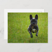 French Bulldog jumping on a high grass field Postkarte (Vorne/Hinten)