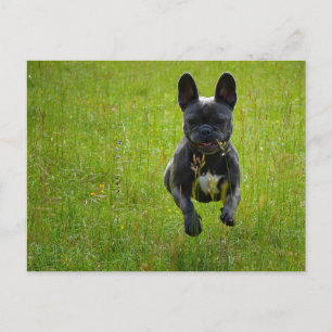 French Bulldog jumping on a high grass field Postkarte