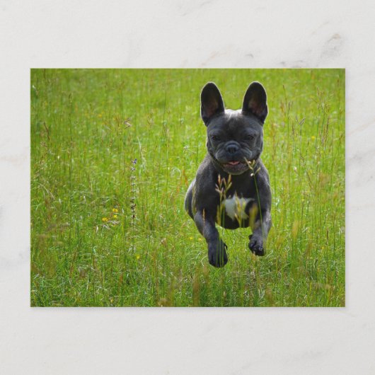 French Bulldog jumping on a high grass field Postkarte (Vorderseite)