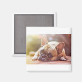 french bulldog laying magnet (Vorderseite/Rückseite)
