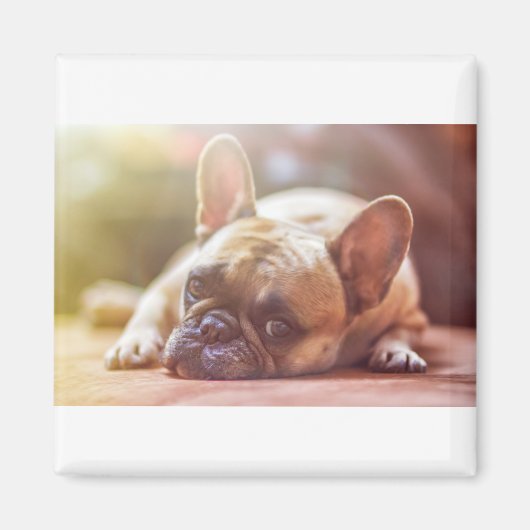 french bulldog laying magnet (Vorne)