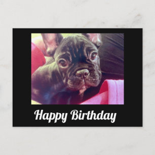 French Bulldog Niedlich Happy Birthday Postkarte
