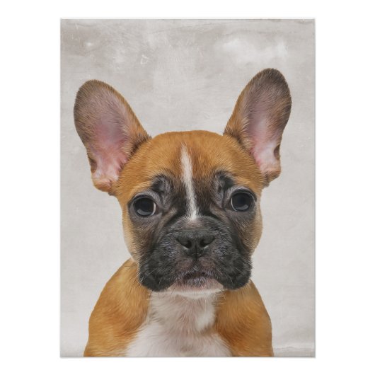 French Bulldog Poster (Vorderseite)