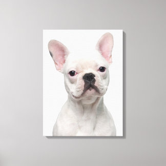 French Bulldog Puppy (5 Monate alt) Leinwanddruck