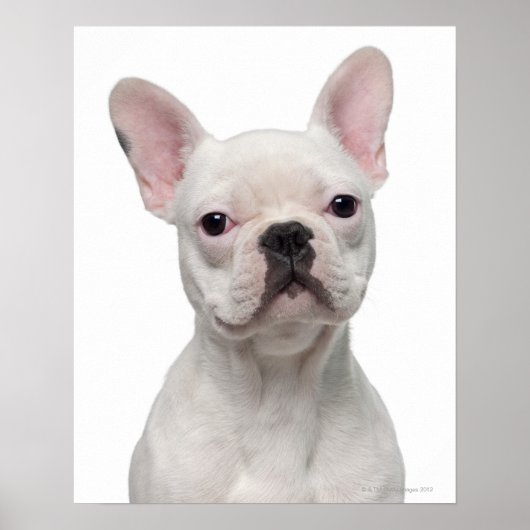 French Bulldog Puppy (5 Monate alt) Poster (Vorne)