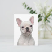 French Bulldog Puppy (5 Monate alt) Postkarte (Stehend Vorderseite)