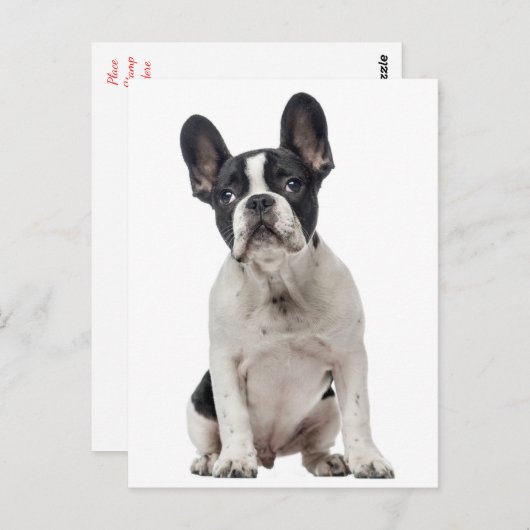 French Bulldog Puppy Dog - Liebe, Hallo, vielen Da Postkarte (Vorne/Hinten)
