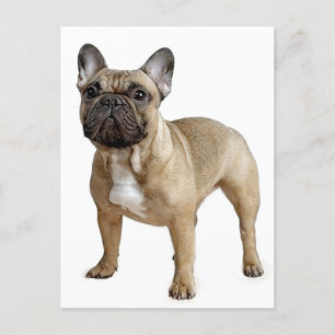 French Bulldog Puppy Dog Post Card Postkarte