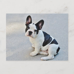French Bulldog Puppy Dog Post Card Postkarte
