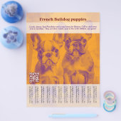 French Bulldog Puppy Flyer (Einzeln)