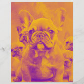 French Bulldog Puppy Flyer (Hinten)