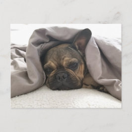 FRENCH BULLDOG RESTING RELAXING POSTCROSSING POSTKARTE