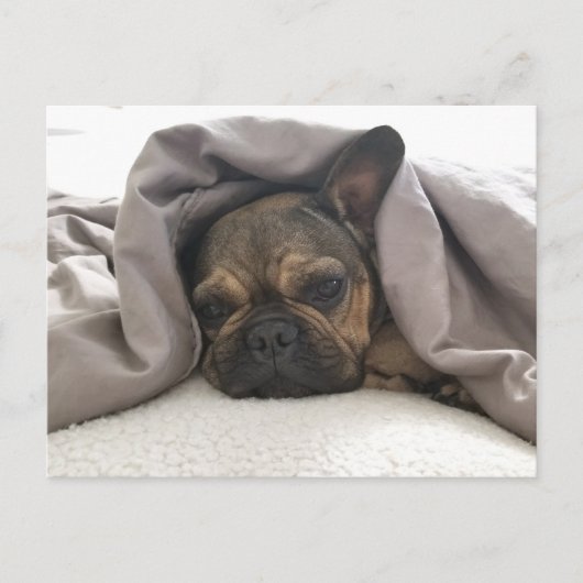 FRENCH BULLDOG RESTING RELAXING POSTCROSSING POSTKARTE (Vorderseite)