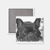 French Bulldog Square Magnet (Vorderseite/Rückseite)