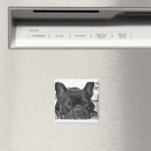 French Bulldog Square Magnet (In Situ (Geschirrspüler))