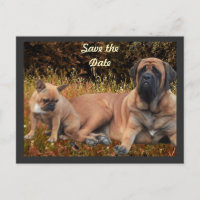French Bulldog und Mastiff Freunde