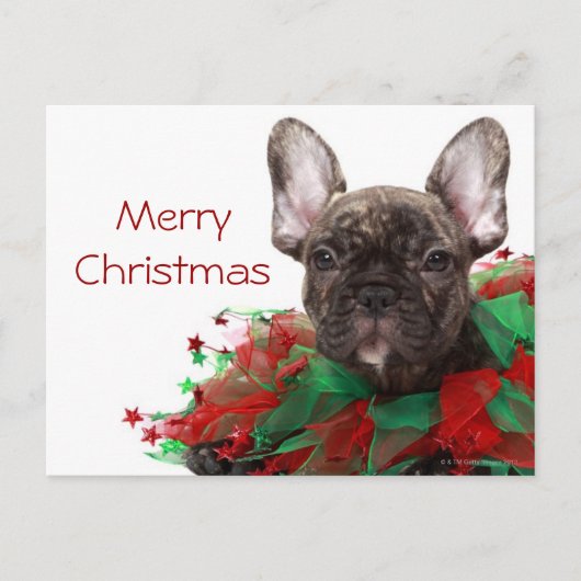 French bulldog wearing Christmas collar Feiertagspostkarte (Vorderseite)