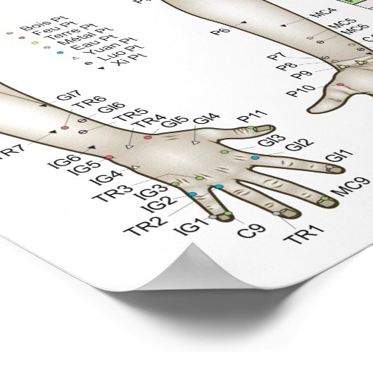 French Five Elements Acupuncture Poster (Ecke)