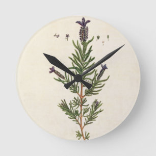 French Lavender, plate 241 from 'A Curious Herbal' Runde Wanduhr