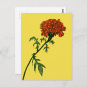 French Marigold Blume Pflanze Lover Gardener Postkarte (Vorne/Hinten)