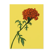 French Marigold Blume Pflanze Lover Gardener