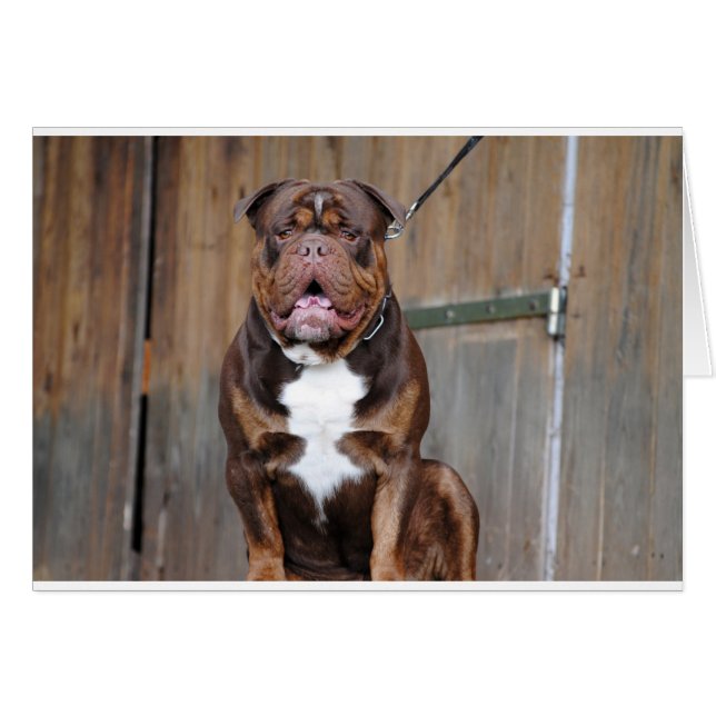 French Mastiff (Vorderseite (Horizontal))