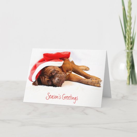French Mastiff Christmas Card Feiertagskarte (Vorderseite)