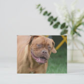 French Mastiff Dog Postkarte (Stehend Vorderseite)