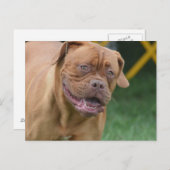 French Mastiff Dog Postkarte (Vorne/Hinten)