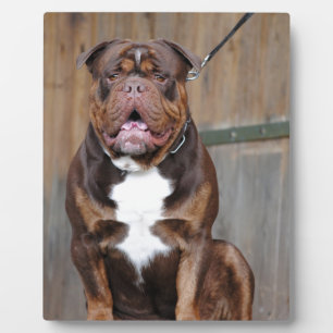 French Mastiff Fotoplatte