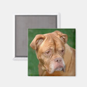 French Mastiff Magnet (Vorderseite/Rückseite)