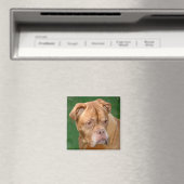 French Mastiff Magnet (In Situ (Geschirrspüler))
