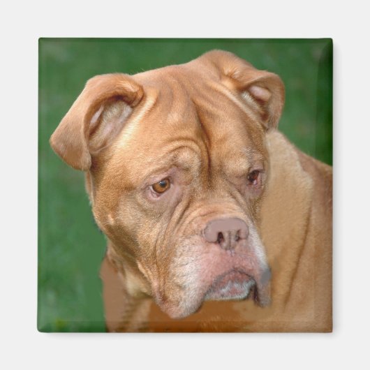 French Mastiff Magnet (Vorne)