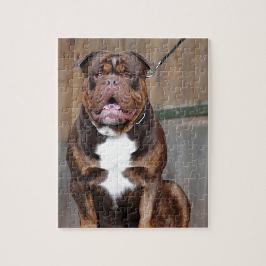 French Mastiff Puzzle (Vertikal)