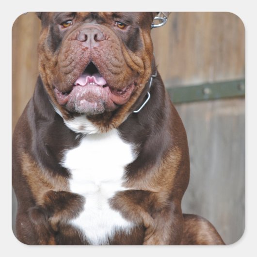 French Mastiff Quadratischer Aufkleber (Vorderseite)