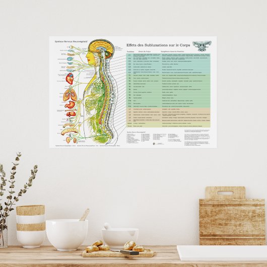 French Subluxation Spinal Nerves ANS Chart Poster (Küche)