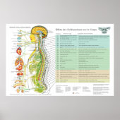 French Subluxation Spinal Nerves ANS Chart Poster (Vorne)