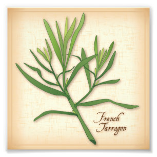 French Tarragon Herb Foto Print