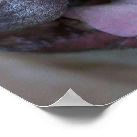 Frenchie Poster (Ecke)