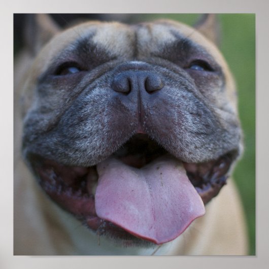 Frenchie Poster (Vorne)