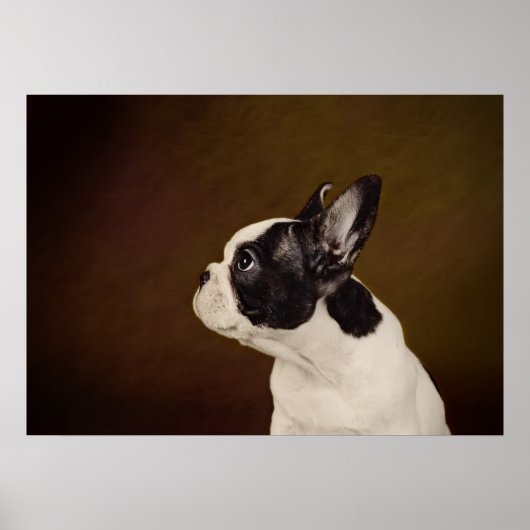 Frenchie Poster (Vorne)