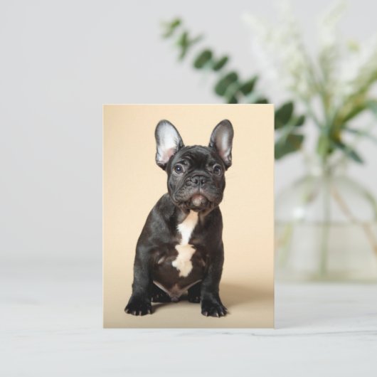 Frenchie Puppy Postkarte (Stehend Vorderseite)