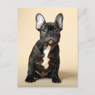 Frenchie Puppy Postkarte