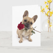 Frenchie Valentine – Große Liebe in kleinen Pakete Karte (Gelbe Blume)