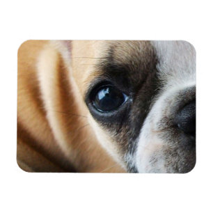 Frenchton Puppy Face Nah-up, Augen, Nase Magnet
