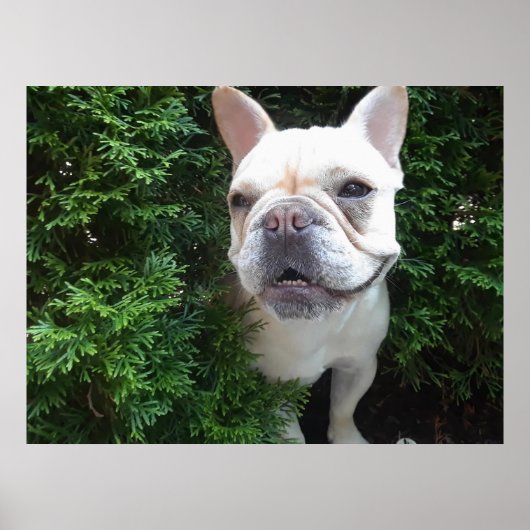 Frenchy on Patrol Poster (Vorne)