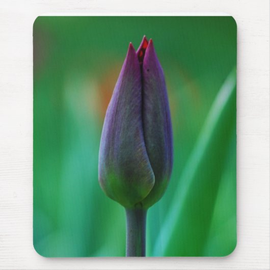Fresh Bloming Lila Tulip Mouse Pad Mousepad (Vorne)