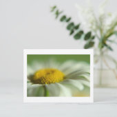 Fresh Daisy Postkarte (Stehend Vorderseite)